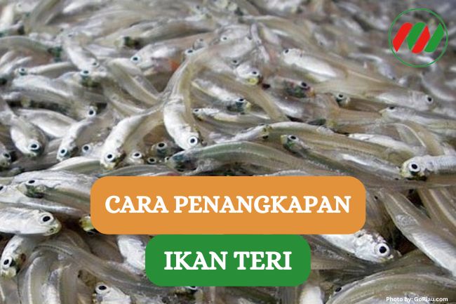 Inilah 5 Proses Penangkapan Ikan Teri